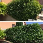 Taillage de buisson